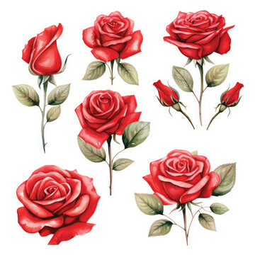 Set red rose, beautiful flower on isolated white background, watercolor illustration, botanical painting