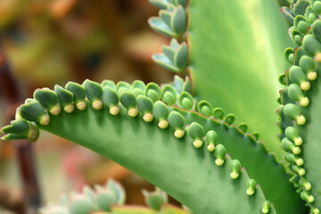 Closeup detail of Mother of Thousands, Kalanchoe Daigremontiana succulent plant with lots of little...