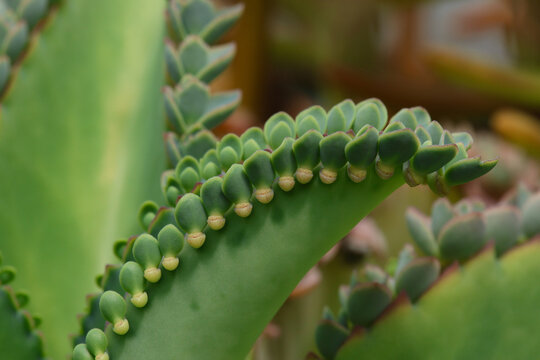Closeup detail of Mother of Thousands, Kalanchoe Daigremontiana succulent plant with lots of little plant chicks sitting on its brim.