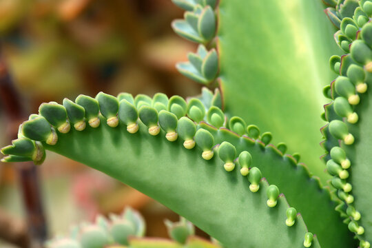 Closeup detail of Mother of Thousands, Kalanchoe Daigremontiana succulent plant with lots of little plant chicks sitting on its brim.