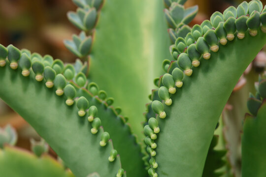 Closeup detail of Mother of Thousands, Kalanchoe Daigremontiana succulent plant with lots of little plant chicks sitting on its brim.