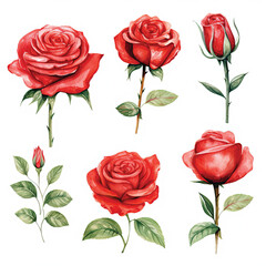 Fototapeta premium Set red rose, beautiful flower on isolated white background, watercolor illustration, botanical painting