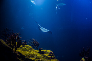 Fototapeta na wymiar a floating ray in an aquarium Haus des Meeres