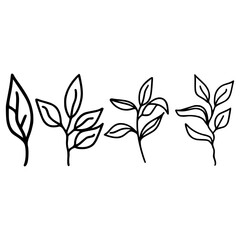 Tea leaves doodle set, herbal