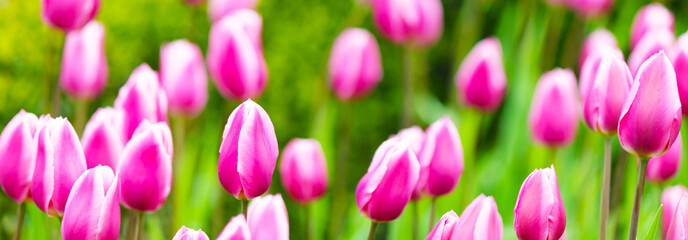 Pink tulip flowers blooming in a tulip meadow. Selective focus