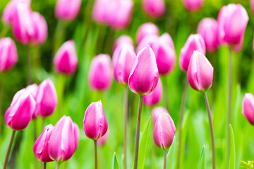 Fototapeta premium Pink tulip flowers blooming in a tulip meadow. Selective focus
