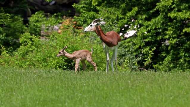 Dama gazelle Baby. Gazella dama mhorr or mhorr gazelle is a species of gazelle. Lives in Africa in the Sahara desert and the Sahel.