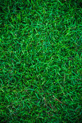 Green grass nature background empty grass texture