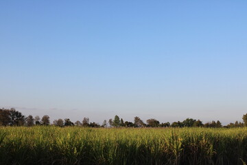 Fototapeta premium field and blue sky