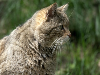 European wild cat, Felis s. silvestris lies on a trunk and observes the surroundings