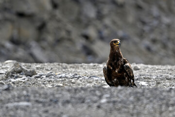 Steppe eagle // Steppenadler (Aquila nipalensis)