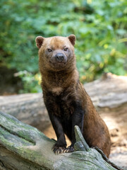 Obraz premium Bush dog, Speothos venaticus, stands on a trunk and observes the surroundings