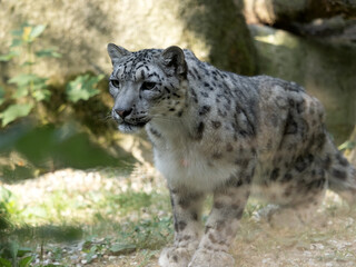 A snow leopard, Panthera uncia, lies on the ground and observes the surroundings