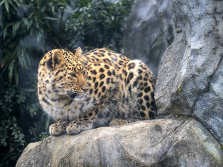 Fototapeta na wymiar Persian Leopard, Panthera pardus saxicolor, lies on a boulder and observes the surroundings