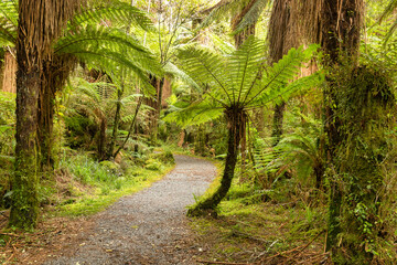 Tree ferns line this path through native bush on the West Coast of the South Island, New Zealand, near Roaring Billy Falls.
