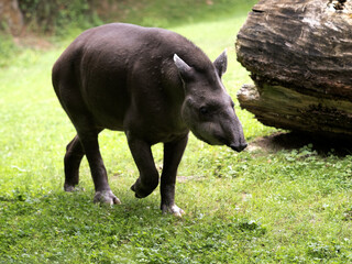South American tapir, Tapirus terrestris moves slowly in the grass.
