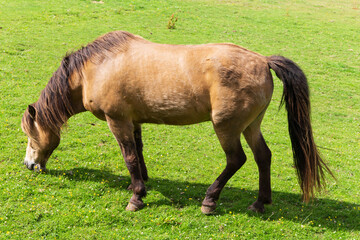 Naklejka na ściany i meble A Beautiful Horse in a Field on a Summers day in Scotland 