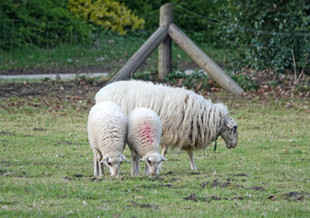 Twin lambs graze synchronously. Their mother stands behind them. The breed is Landrace of Bentheim.