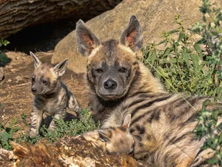 Poster Portrait of Female Striped hyena, Hyaena hyaena sultana, with a small cub © vladislav333222