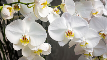 Obraz premium orchid