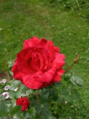 Bright flower bed with red roses