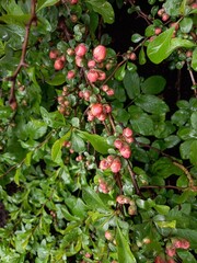 Green bush with quince flowers