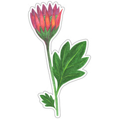 Red Chrysanthemum with Green Leaves Isolated on White Background. Chrysanthemum Flower Element Drawn by Color Pencil.