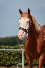 Quarter Horse with broad paleness and fish eye ground work with cavesson, cut out head and chest..
