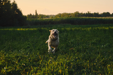 Naklejka na ściany i meble Active walk outside with a dog in the park in summer at sunset. A fawn Labrador quickly runs forward on the green grass in a clearing with a cheerful crazy face. Dog has fun and actively spends time.