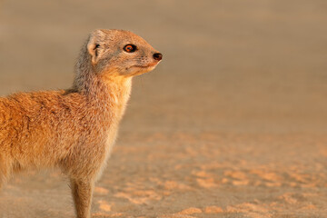Portrait of an alert yellow mongoose (Cynictus penicillata), Kalahari desert, South Africa.