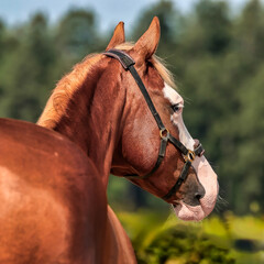 Horse Quarter Popfportraits from behind over the croup, horse has a fish eye and a lantern pallor...