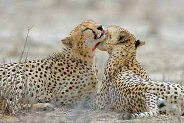 Pair of cheetahs (Acinonyx jubatus) grooming each other after feeding, Kalahari desert, South Africa.