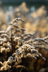 Closeup of dry goldenrod in autumn at goldenhour