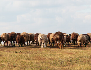 Fototapeta na wymiar a herd of sheep grazes on the field