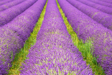 Fototapeta na wymiar Field of blooming lavender in summer