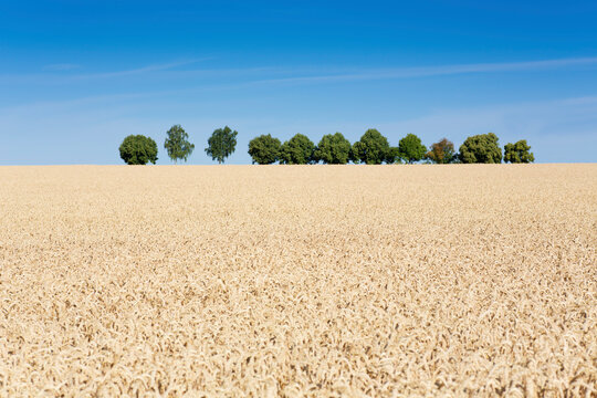 Field of wheat in summer