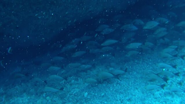 School of fish swimming near bottom of ocean is like secret society underwater. Islands of French Polynesia offer range of accommodation options, from luxurious resorts to budget-friendly guesthouses.