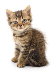 Kitten on white background.