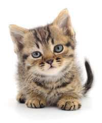 Kitten on white background.
