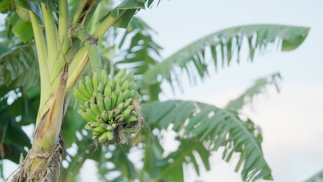 green banana fruit hanging on tree on tropical plantation, organic farm