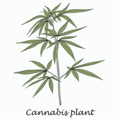Simplicity cannabis plant freehand drawing flat design.