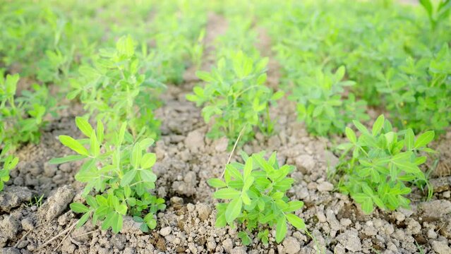 dolly, traditional peanut farm in asia, sustainable agriculture and livelihood