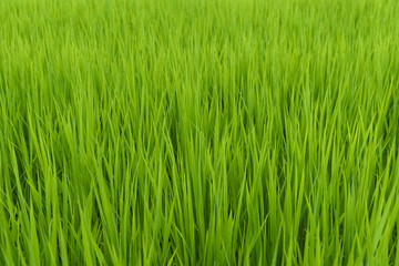初夏に勢いよく伸びる緑色の稲の葉