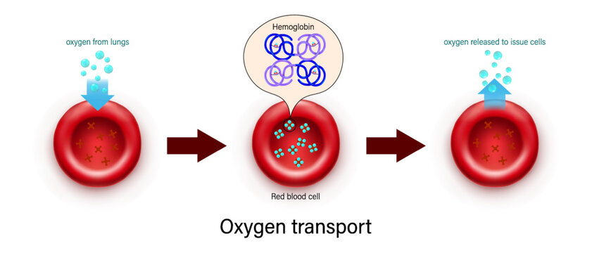 Oxygen transport vector. hemoglobin molecule. Oxygen binds to hemoglobin and is released by red blood cells. Gas exchange mechanism.