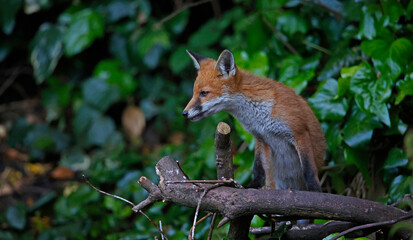 Naklejka na ściany i meble Young foxes exploring the garden