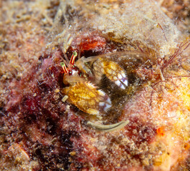 Coral hermit crab