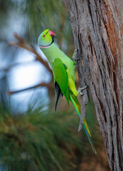 Rose-ringed parakeet