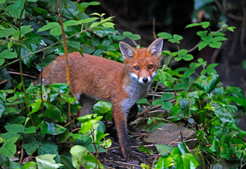 Young foxes exploring the garden