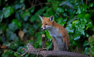 Young foxes exploring the garden