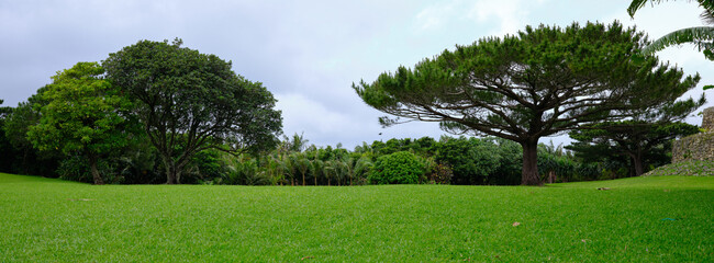grassland and trees 
